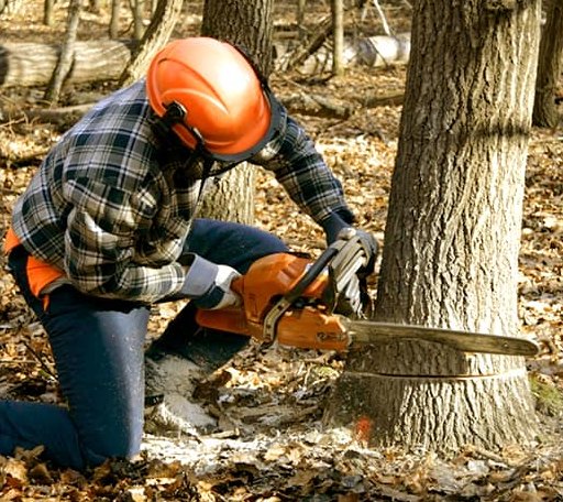 Tree Removal in Durham, CT